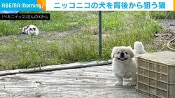 「犬とハンター」ニッコニコの犬を背後から“狙う”猫の姿に「この後が見たすぎる」と反響