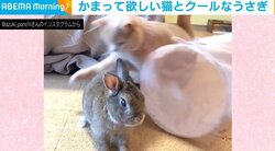 かまってネコの“ちょっかい”をクールにスルー マイペースなうさぎに反響