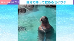 ホースで水を飲むセイウチ!?水遊びで夏を満喫する天才セイウチに「器用すぎる」「着ぐるみかと」驚きと絶賛の声