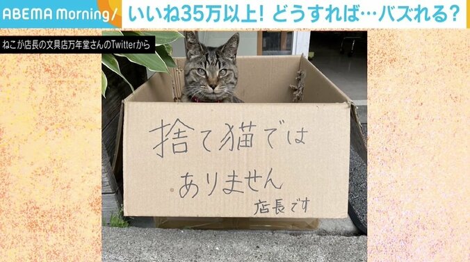 “名物店長”が連れて行かれないよう「捨て猫ではありません」 文具店の写真に反響 1枚目