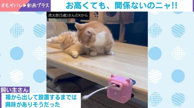 虎太郎くん