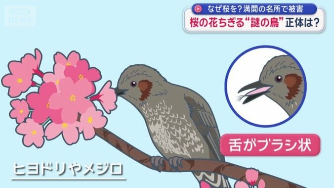 ブラシ状の舌で蜜を吸う