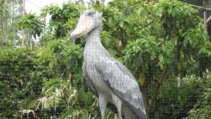 パンダ不在の上野動物園の新たな目玉は「動かない鳥」　ハシビロコウをアピール 1枚目