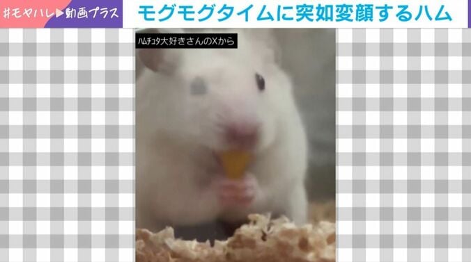 食事中に突如“変顔”するハムスター