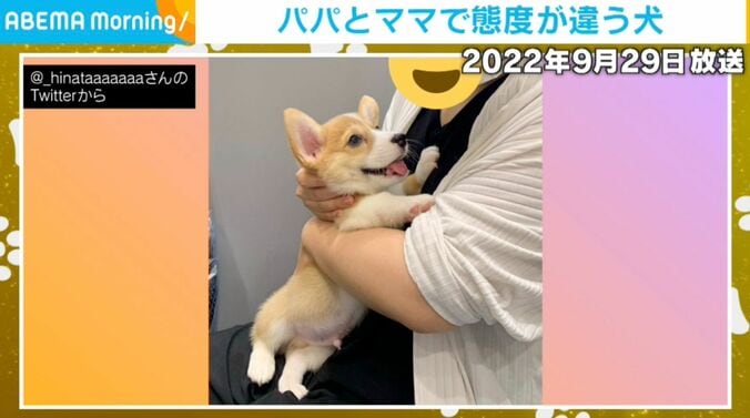 コーギーのひなたくん