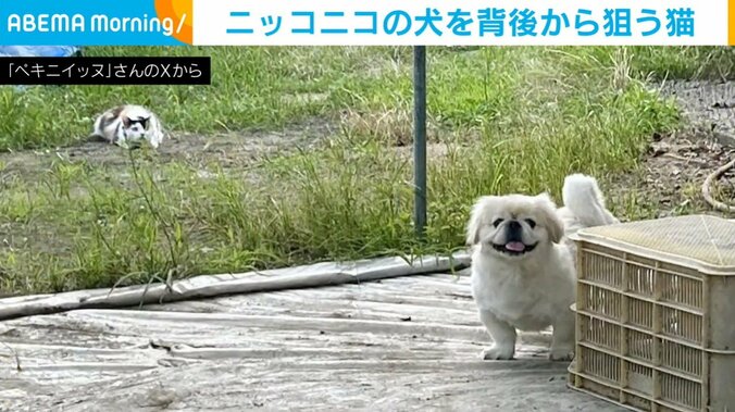 ニッコニコの犬を背後から“狙う”猫