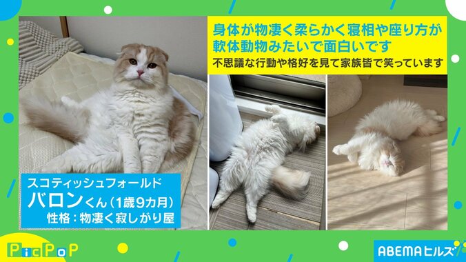 キャットタワーの降り方が独特な猫 柱にしがみつく姿に「自分の身体能力信じて」「安全第一」視聴者くぎ付け 2枚目