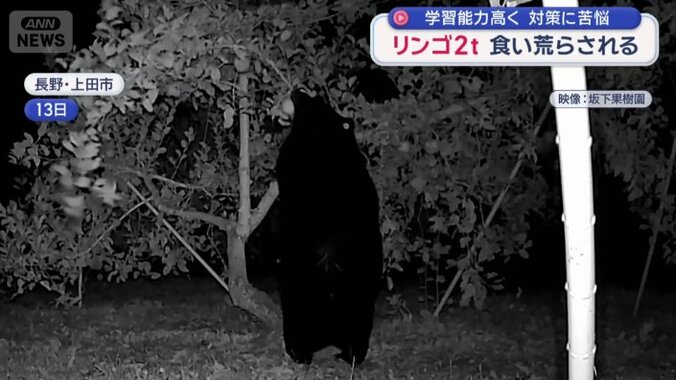 立ち上がり枝になっているリンゴをくわえるクマ