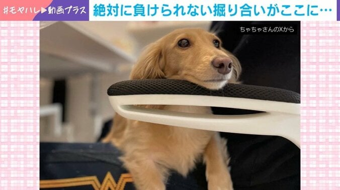 ミニチュアダックスフントのちゃちゃちゃん