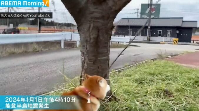 柴犬のらんまるくん