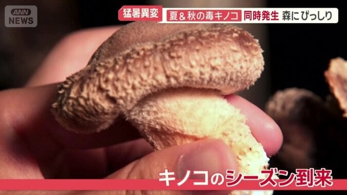 キノコのシーズン到来