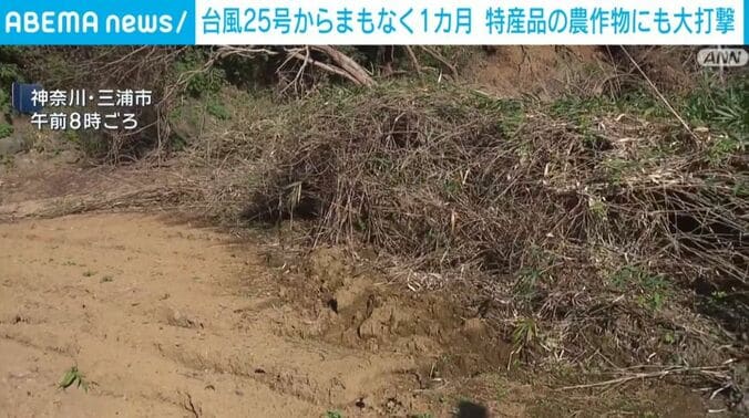 畑