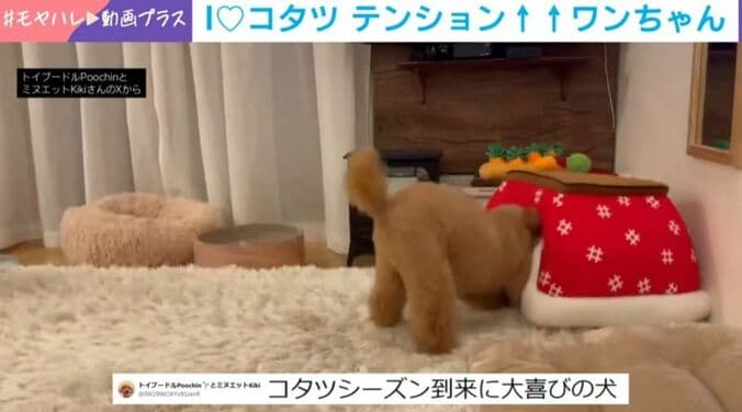 トイプードルのプーチンくん