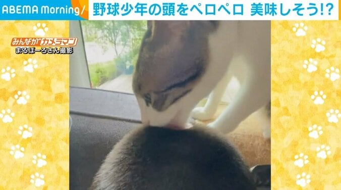 「そんなに美味しいの？」「おぇ～！きゃ～！」 大好きすぎる少年に猫が“ペロペロ攻撃” 愛情表現に飼い主もほっこり 1枚目