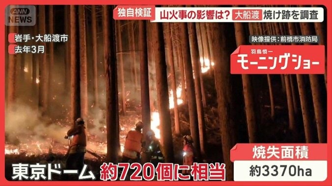 「良い木は燃えた」木材できず価格半減　岩手・山火事　鎮火後に潜むリスクを独自検証 1枚目