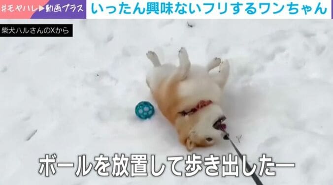 柴犬のハルちゃん