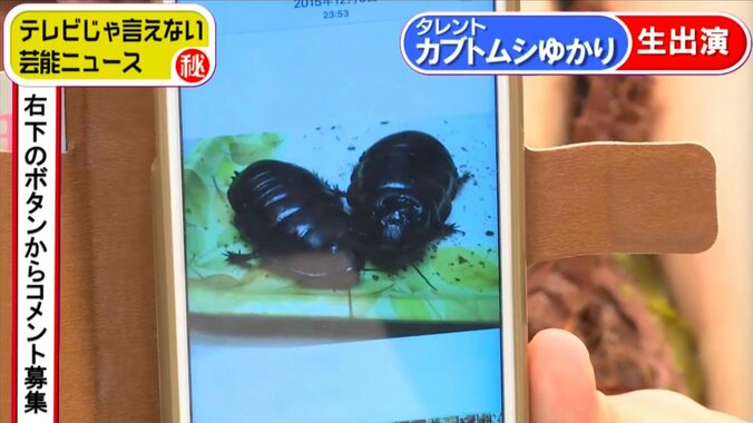 虫ドル・カブトムシゆかり、１匹3万円のゴキブリ飼育 3枚目