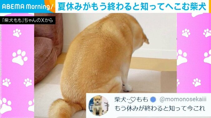 柴犬のももちゃん（7歳）