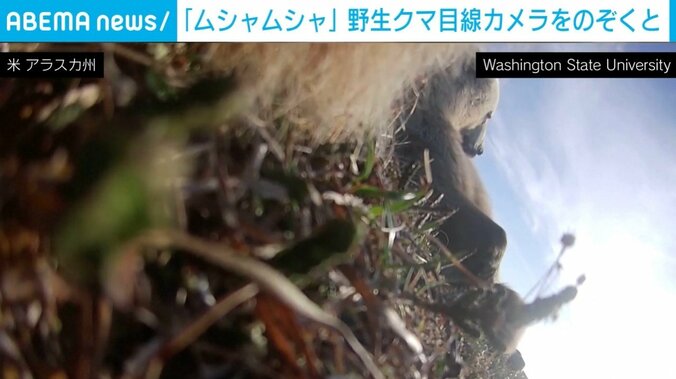 クマ目線のクマ