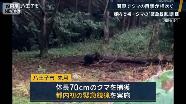 八王子でクマ