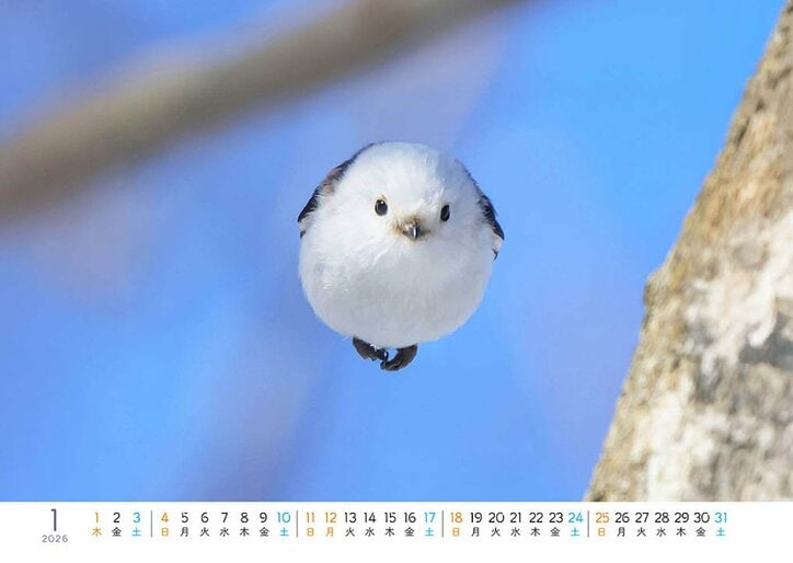 もふっとシマエナガ 卓上カレンダー2026