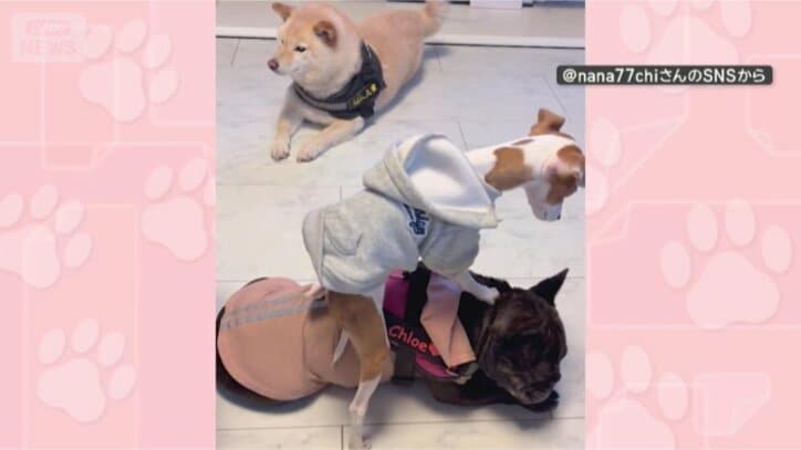 きょうも乗るワン