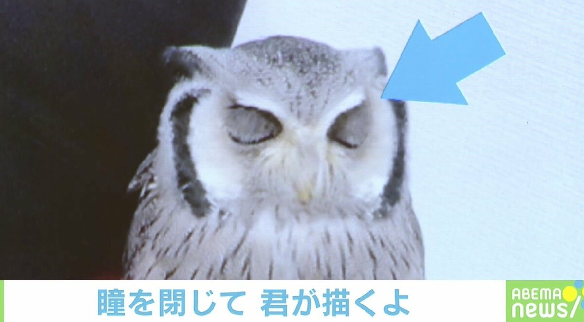 どっちもかわいい 睡眠中 と まばたき は違う フクロウの比較画像に相次ぐ反響 国内 Abema Times