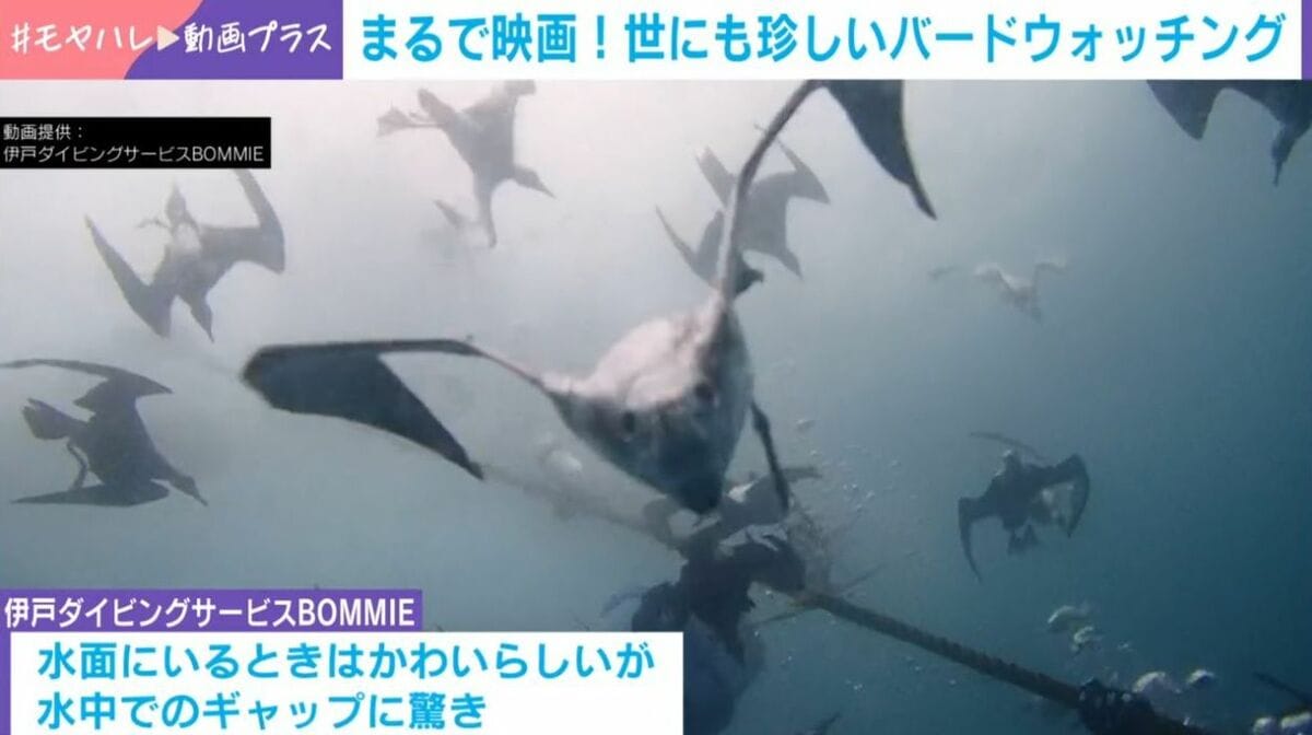 悪魔的な変身ぶり”水面ではかわいらしい鳥→水中で“魔界の生き物”に
