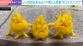 カエルアンコウが 完全に組体操の"扇"!? 3匹仲良く“肩組み”や“手つなぎ”…ポーズを決める姿に反響