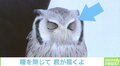 「どっちもかわいい」“睡眠中”と“まばたき”は違う？ フクロウの比較画像に相次ぐ反響