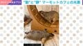 マーモット2匹のやり取り「代わる？」→寝そべり"ボヨン"とリアクションする姿に「休日のお父さん」「見てるだけで癒やされる」