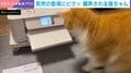 プリンターが紙を出力→見事なびっくりジャンプをする猫の姿が話題「申し訳ないけど可愛すぎます」「反射速度の速さを感じます」などの声