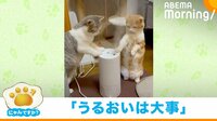 【映像】ミストを浴びる2匹の猫