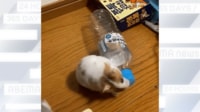 【映像】ペットボトルくわえてクルクル回るハムスター