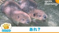 落とした後も口を“もぐもぐ”するビーバー
