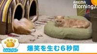 【映像】飼い主の食事中に起きた“爆笑”の6秒「やめて、うどん食べてるから」