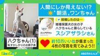 まるで人間!?犬のモーニングルーティン