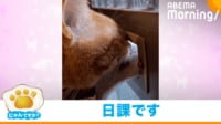 【映像】器用に新聞を取り込む猫