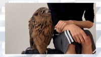 【映像】身を寄せ“うっとり”してるフクロウ