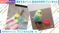 残像しか見えないレベル!? 激走するセキセイインコの姿が話題「すごいスピード！」「目にも留まらぬ素早さ」