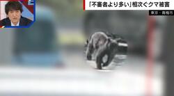 不審者よりも多いクマの目撃情報「東京周辺でも都心部の方に近づいてきている」専門家が指摘