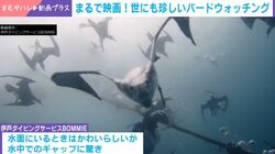 “悪魔的な変身ぶり”水面ではかわいらしい鳥→水中で“魔界の生き物”になる衝撃の瞬間 「映画のワンシーンかと」「めっちゃ遭遇したい」など反響