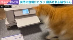 プリンターが紙を出力→見事なびっくりジャンプをする猫の姿が話題「申し訳ないけど可愛すぎます」「反射速度の速さを感じます」などの声