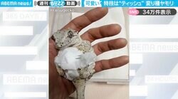 かわいすぎる…！ティッシュを抱え、綺麗に丸めていく“ヤモリ” 「卵から出てきたみたいなまんまるさ」と大反響