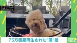 扇風機の風でなびいただけなのに… ふわふわ毛の犬の姿がシュール 「欠けている…！」「味ある」と反響