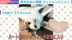 諦めない！三毛猫のクッション持ち込み作戦  健気な奮闘ぶりに「なにやってんだw」「あ〜助けてあげたい」などの声