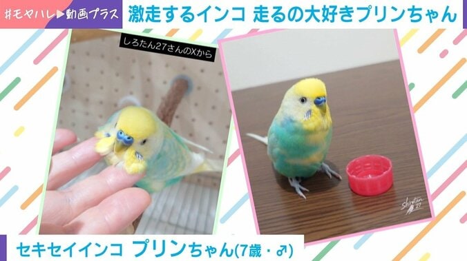 セキセイインコ