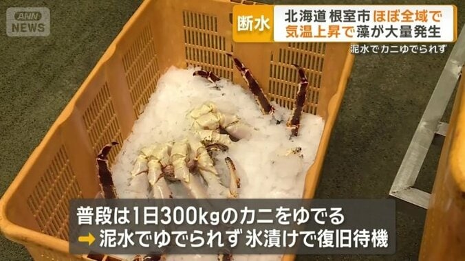 カニをゆでることができず