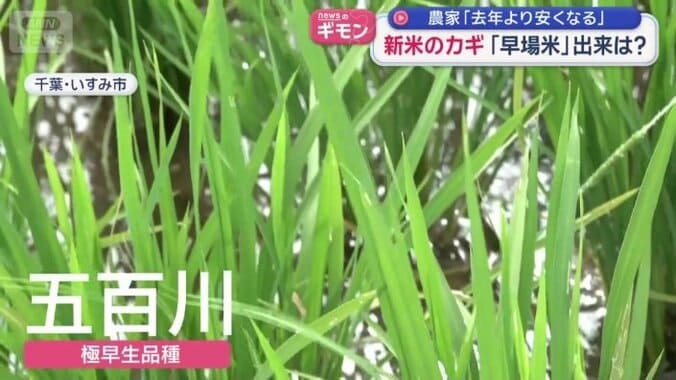 早場米「五百川」