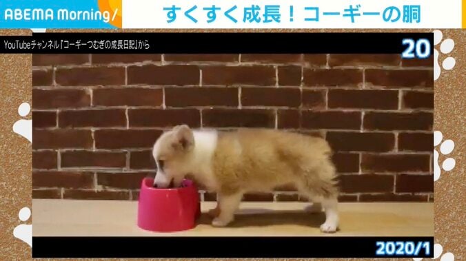 コーギーのつむぎちゃん